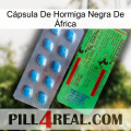 Cápsula De Hormiga Negra De África new03